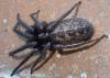 Segestria florentina